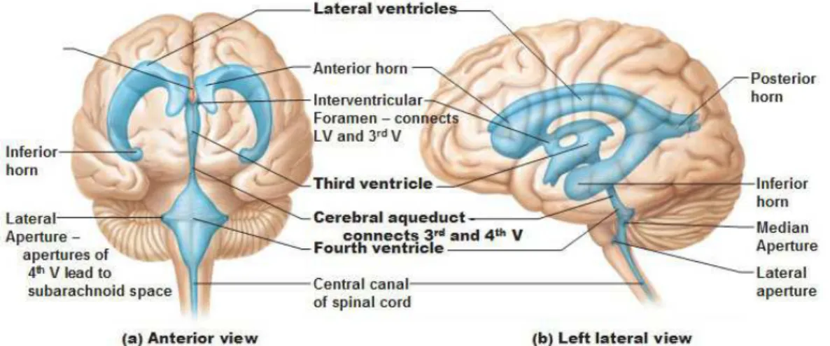 Figure 1.7: Ventricles. Schematic views of the position of the four ventricles in the human brain (© 2001 Benjamin Cummings, an imprint of Addison Wesley Longman, Inc.)