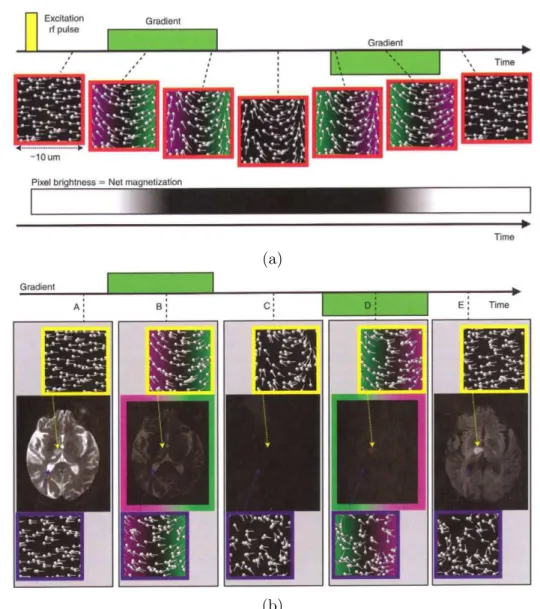 Figure 1.12: Spin phase changes during the spin-echo sequence. Top row image (a) represents the evolution of spin phase changes for molecules that do not undergo diﬀusive motion