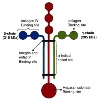 Fig 2:  Diagram of the Laminin fork structure composed of three different chains: a,  ~  and  y