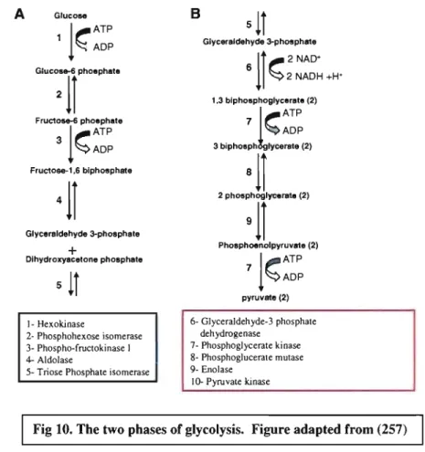 Fig 10. The two phases of glycolysis.  Figure adapted from (257) 