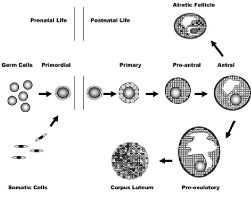 Figure 1. Ovarian follicle development (Mouse). Folliculogenesis begins  with the establishment of a finite pool of primordial follicles