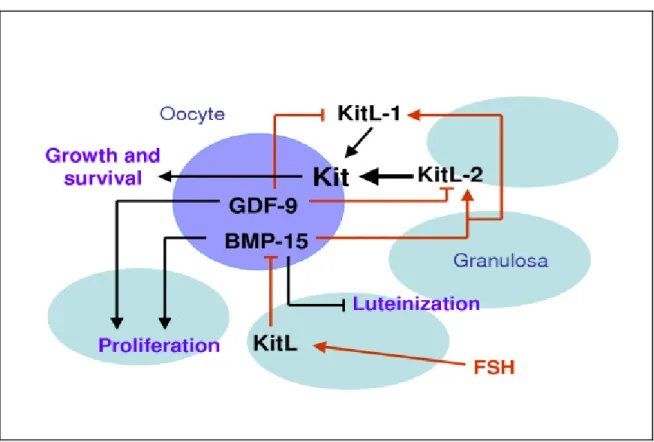 Figure 2. GDF9, BMP15 and KitL interactions during rodents oocyte and  follicular development