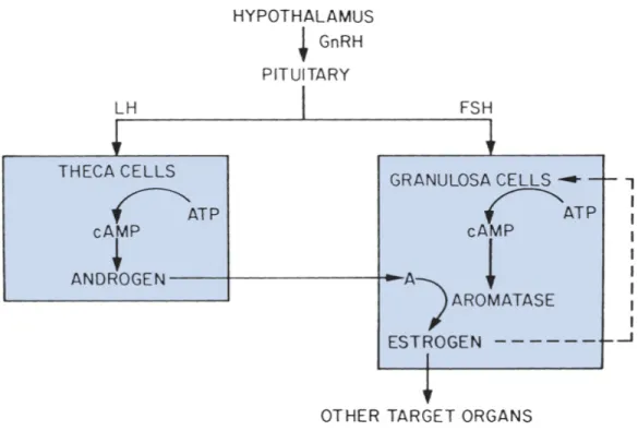 Figure 5. Action of gonadotropins on ovary: LH stimulates theca cells to  synthesize androgen by cyclic-AMP (cAMP)-mediated action