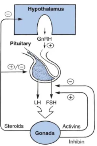 Figure 6.  Regulation of gonadotropins.  The release of GnRH from the  hypothalamus regulates the production of gonadotropins in the pituitary