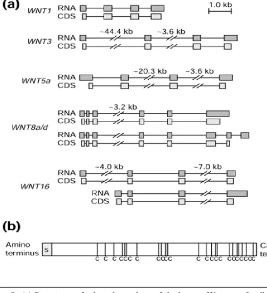 Figure 8.  (a) Structures of selected members of the human Wnt gene family. Exons  are shown as boxes and introns as lines