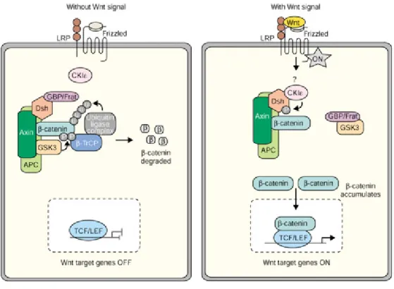 Figure 10. The canonical Wnt/-catenin pathway. In the absence of Wnt signal  (left), a multi-protein destruction complex that includes the APC and a member of  the Axin family facilitates the phosphorylation of -catenin by GSK3 promotes  degradation of the