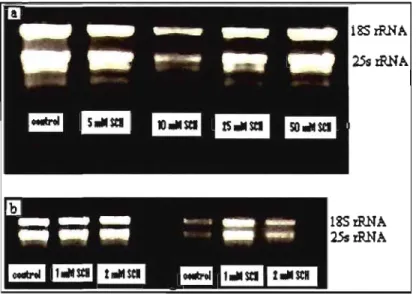 Figure  2.  Checking  RNA  integrity on  agarose  gel.  (a)  Rice  RNA  extracted  from  control  and  -SCN-exposed  plants