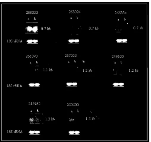 Figure  8.  Northem  analysis  with  probes  prepared  from  candidate  genes  isolated  based on microarray results