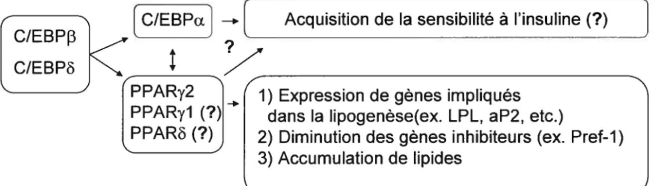 Figure 3. Cascade générale d’activation des C[EBP et des PPARs menant à la différenciation terminale des adipocytes