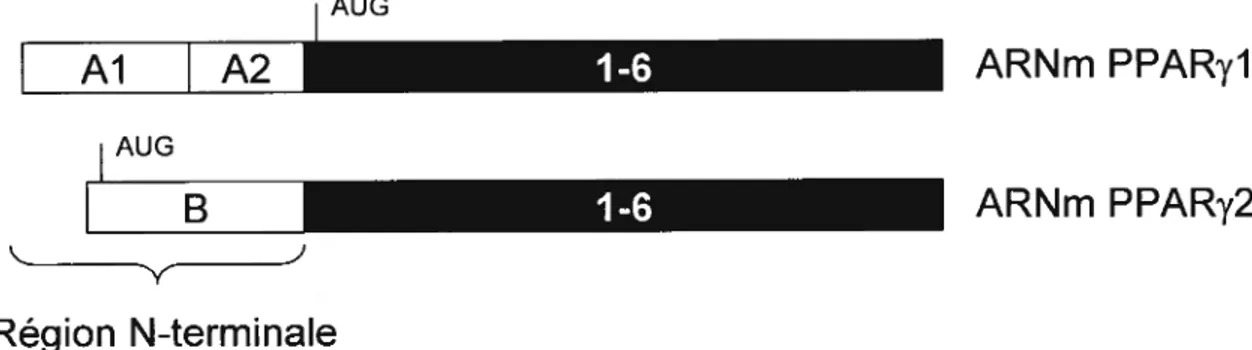 Figure 5. Représentation schématique des ARNm des différentes isoformes de PPARy retrouvées chez le porc