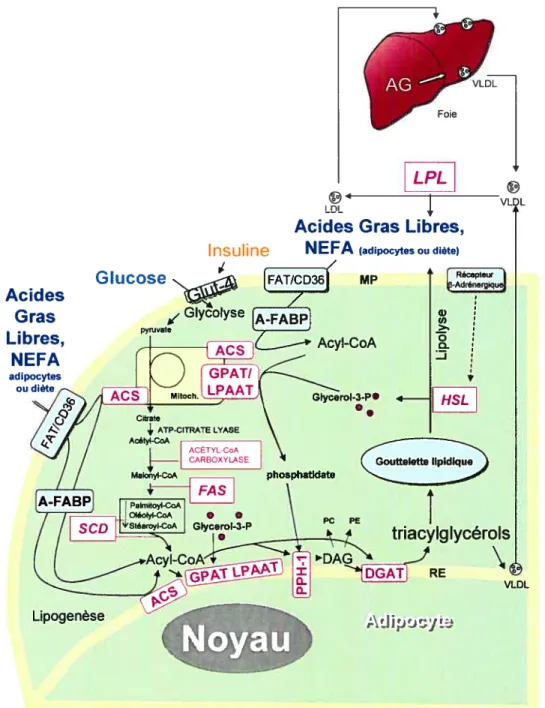 Figure 7. Schéma de la synthèse et de la dégradation du triacylglycérol. Adapté de Coleman et al.