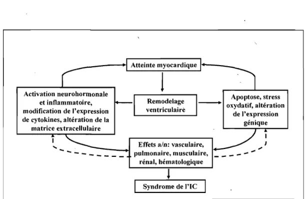 Figure 3. Modèle proposé de la pathophysiologie de l'insuffisance cardiaque. 