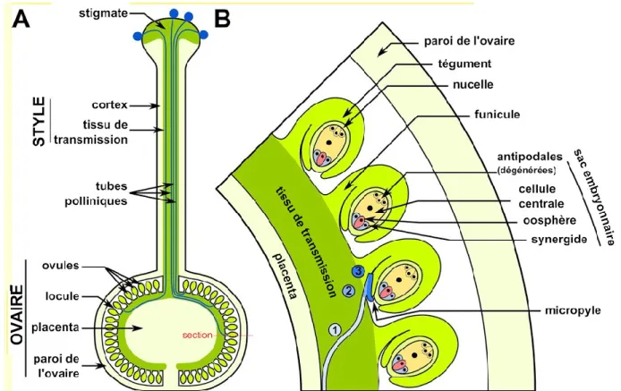 Figure  2.  Structure  du  pistil  et  déroulement  de  son  interaction  avec  le  tube  pollinique  chez  les  Solanum