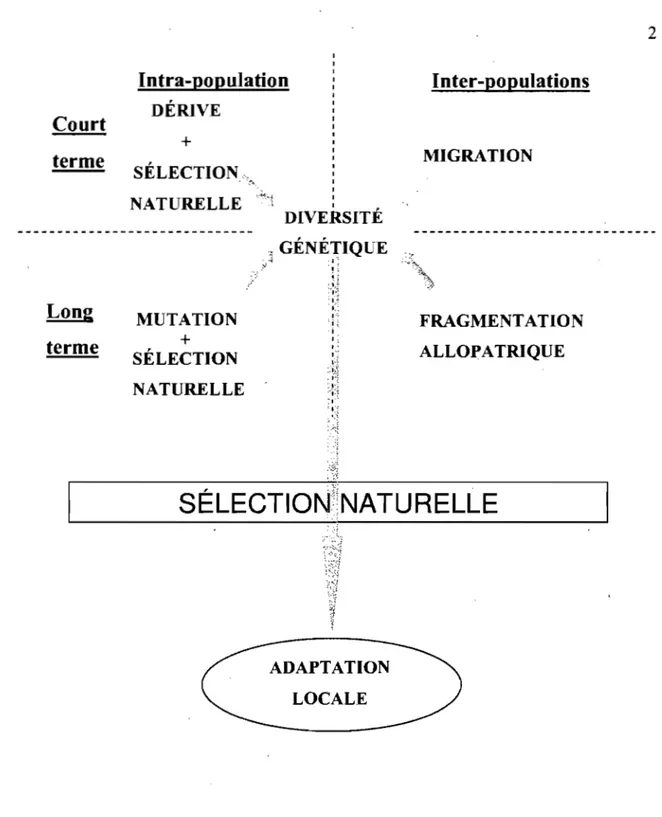 Figure  1:  Les différents mécanismes évolutifs intra- et inter- populations ayant façonné à  court et long terme la diversité génétique d'une population