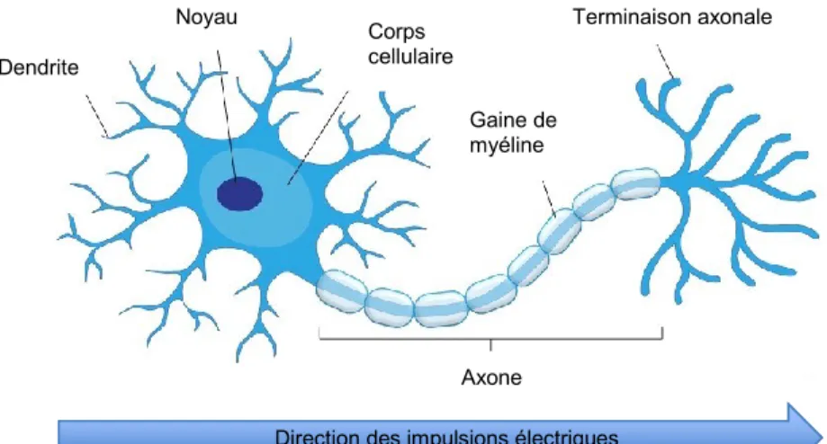 Figure I.1 Morphologie du neurone.  