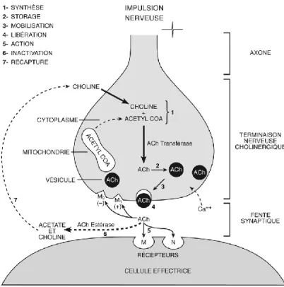 Figure I.8 Synthèse,  libération et dégradation  de l’acétylcholine.  