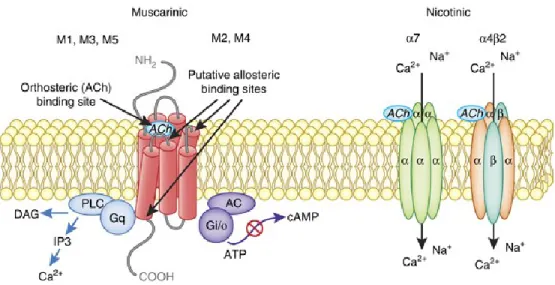 Figure I.9 Récepteurs cholinergiques.  