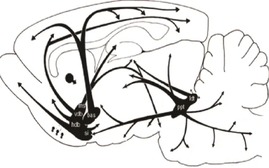 Figure I.10 Projections cholinergiques centrales chez le rat.  