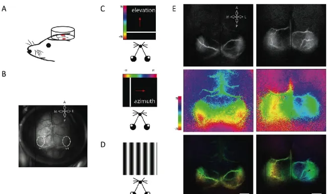 Figure  II.1  Topographic  maps  and  functional  organization  of  V1  using  optical  intrinsic  signal imaging