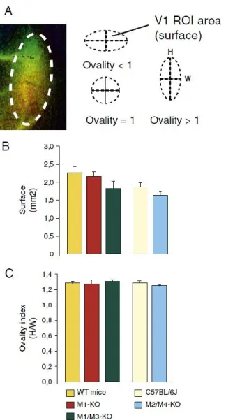 Figure II.2 Surface and shape of the visual cortex in mAChR-KO and wild type mice.  