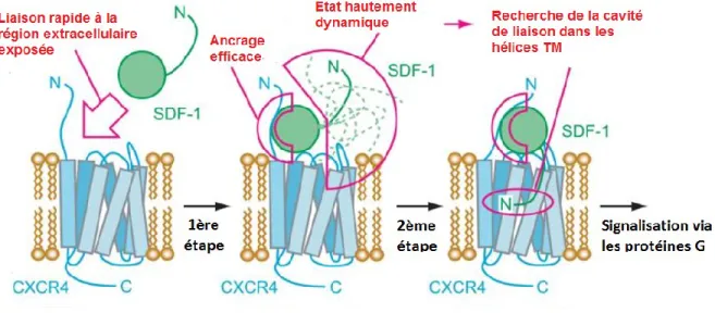 Figure  4.  Modèle  d’activation  en  deux  étapes  du  récepteur  CXCR4  par  SDF-1.  Une  première  interaction  entre  les  résidus  chargés  positivement  de  la  chimiokine  et  les  résidus  chargés négativement du N-terminal et des boucles du récept