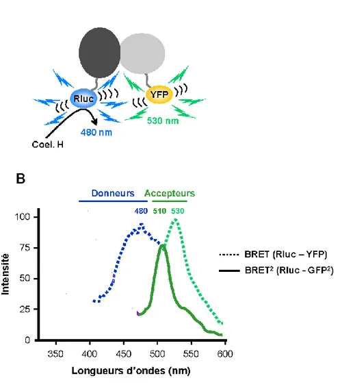 Figure  7.  Essai  de  recrutement  de  β-arrestine.  A)  Transfert  d’énergie  entre  la  Rluc  et  la 