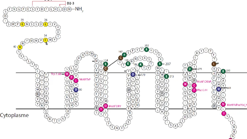 Figure  10.  Représentation  schématique  de  CXCR7  et  des  résidus  mutés.  Les  limites  de  délétions  du  N-terminal  sont  indiquées  par  les  traits  rouges