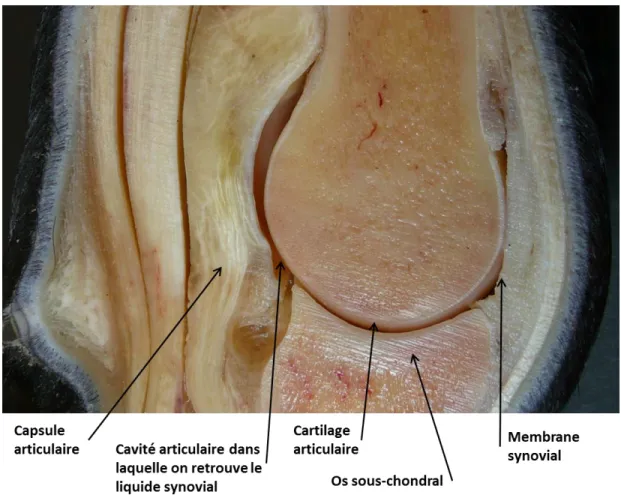 Figure 1.1 :   Anatomie de l’articulation métacarpo-phalangienne d’un membre thoracique  équin (Photo du laboratoire de Dre Laverty)