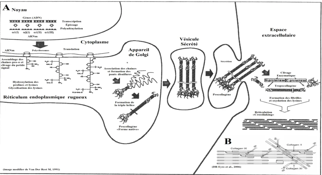 Figure 1.2  La voie intracellulaire et extracellulaire de la synthèse des molécules de collagène de type I (similaire pour type II)
