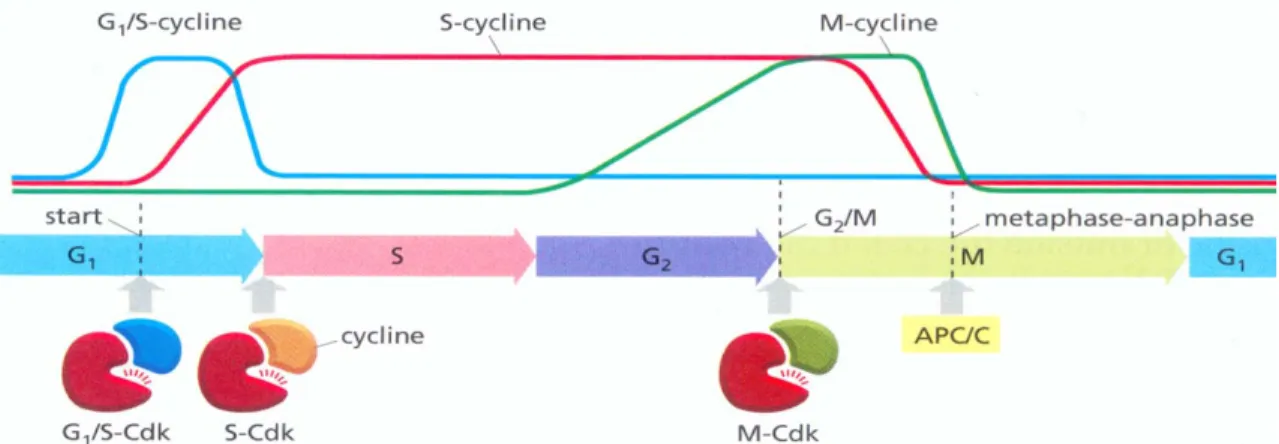 Figure 1. Oscillation des cyclines dans le contrôle du cycle cellulaire. 
