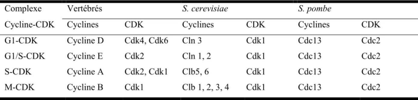 Tableau I. Principales CDK et Cyclines retrouvées chez les vertébrés, S. cerevisiae et S