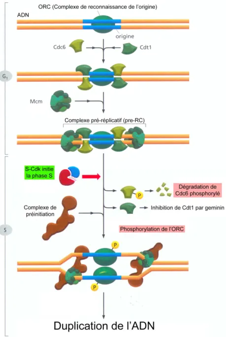 Figure 2. Contrôle de l’initialisation de la réplication de l’ADN. 