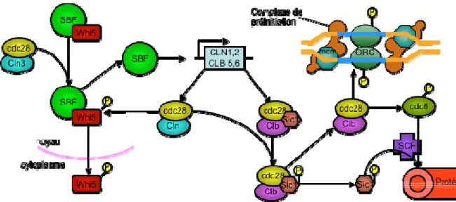 Figure 3. L’initiation de la duplication du génome régulée par les  cyclines chez S. cerevisiae