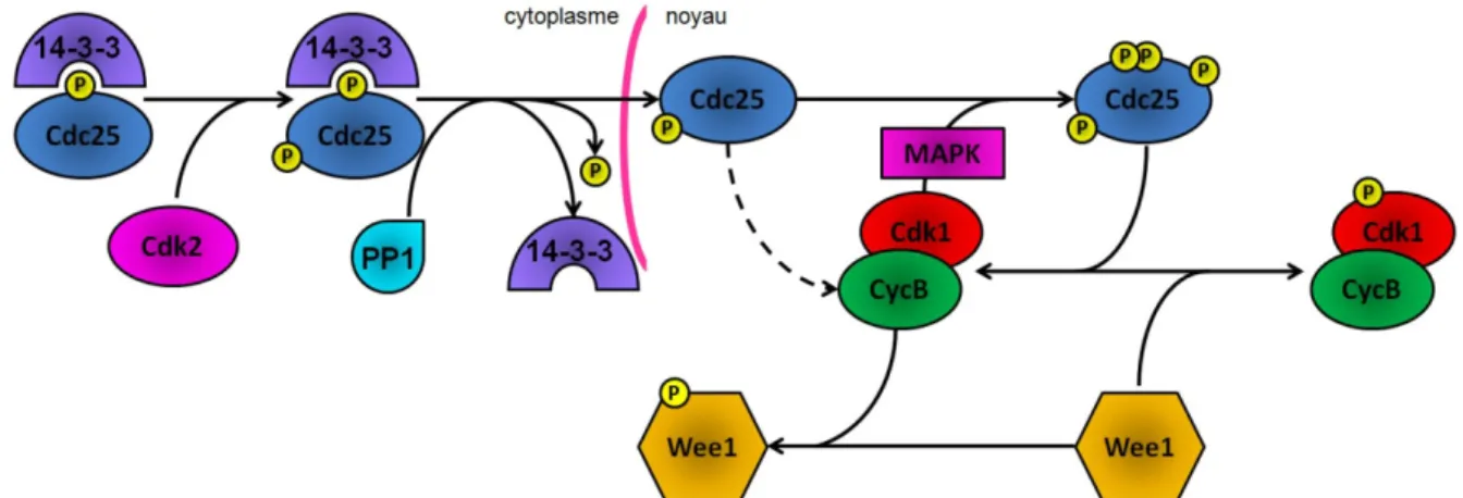 Figure 4. La régulation du complexe Cdk1/CyclineB par Cdc25 et  WEE1 chez S. pombe. 