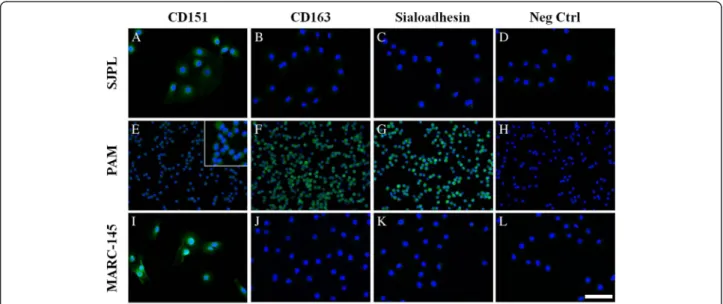 Figure 2 Detection of PRRSV receptors in SJPL cell line by immunofluorescence. The IFA was done using specific antibodies directed against CD151, CD163 and Sialoadhesin proteins in SJPL, PAM and MARC-145 cells