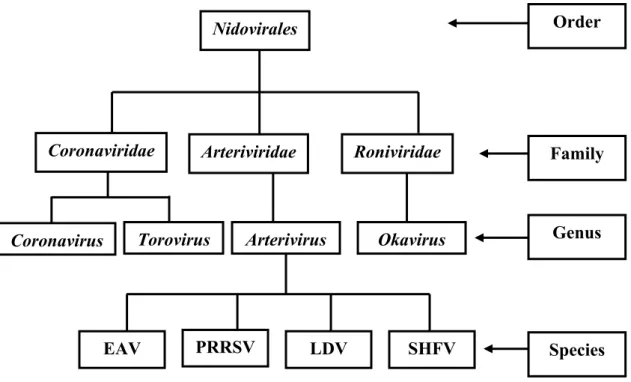 Figure 1. Nidovirales order classification (Cavanagh, 1997) 