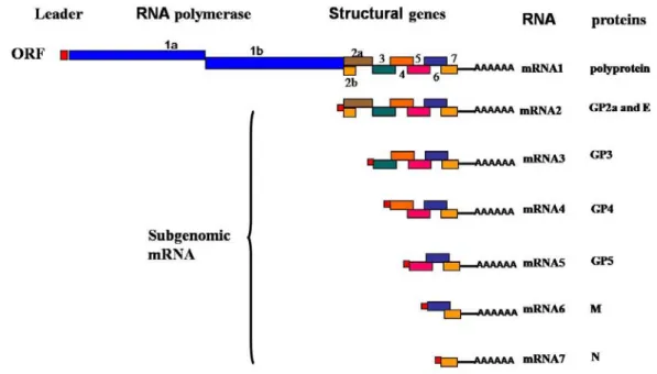 Figure 3.  PRRSV genomic organizations (Dea et al., 2000; Meulenberg et al., 1993; 