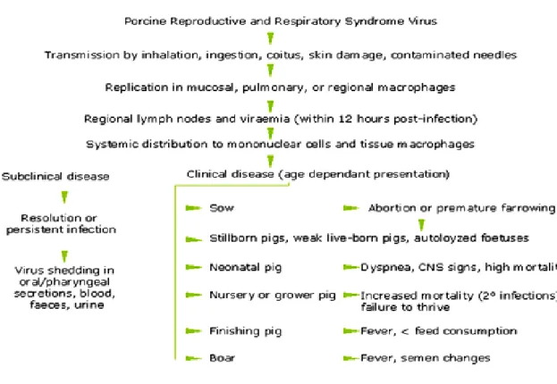 Figure 4.  Pathogenesis of PRRSV infection (adapted from www.porcilis-prrs.com) 