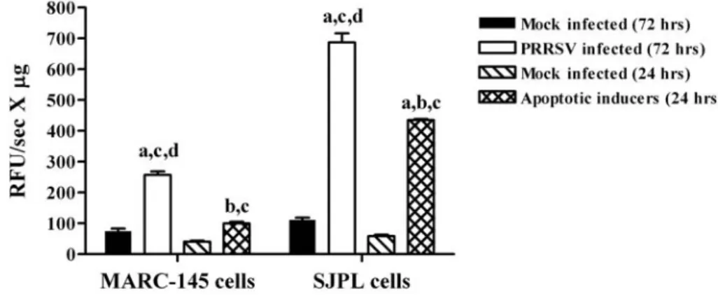 Figure 4.  Procaspases 3/7 activation in PRRSV-infected SJPL cells.  MARC-145 and  SJPL cells were infected at 0.5 MOI with PRRSV IAF-Klop strain or incubated with a  combination of four apoptotic inducers (actinomycin D, vinblastine sulfate,  cycloheximid