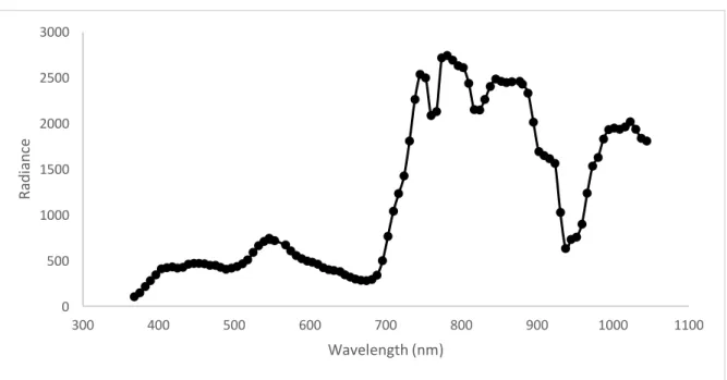 Figure 6 Apparent spectral signature in radiance units multiplied by a factor of 1000 of pixel covered by vegetation extracted from  an airborne CASI1500 image (1m spatial resolution) with 96 bands between 350 nm and 1050 nm 