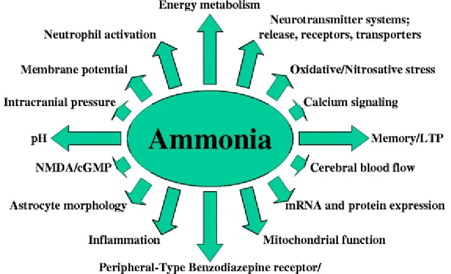 Fig. 1 Cerebral effects due to ammonia toxicity 