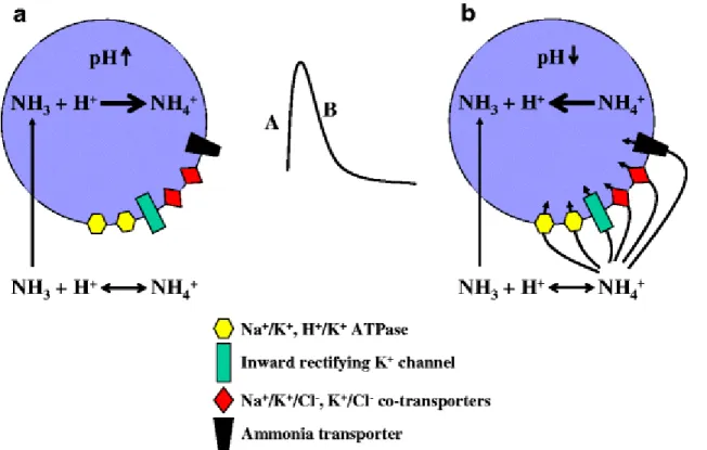 Fig. 2 The effect of ammonia on intracellular pH. Transmembrane fluxes of NH 3  exceed fluxes of NH 4 +  therefore  resulting in intracellular alkalinization (A)