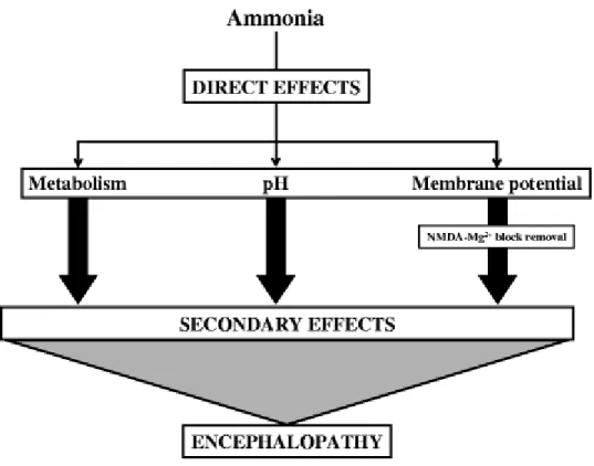 Fig. 4 Direct effects of ammonia consequently lead to secondary effects 
