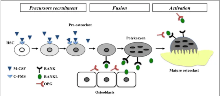 FIGURE 1 | Schematic representation of different steps of osteoclastogenesis. The two mains factors controlling the differentiation called M-CSF and RANKL are represented with their receptors