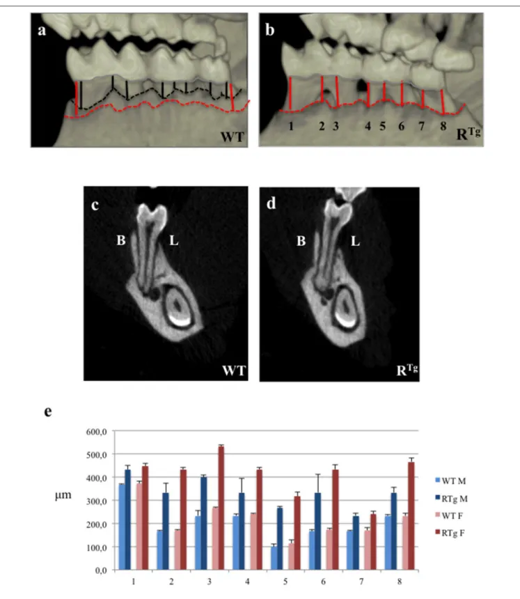FIGURE 1 | Micro-Computed-Tomography (micro-CT) analysis of alveolar bone height in 5-month-old mice