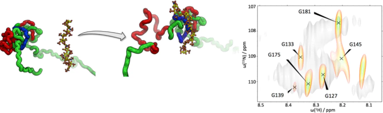 Figure 4. Sketch of the IDP OPN. In the ligand free form, OPN populates a compacted core (red and blue patches)