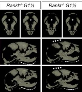 Figure 2. Histological comparative analysis of the craniofacial skeletons of first- and second- second-generation Rankl null mutant mice