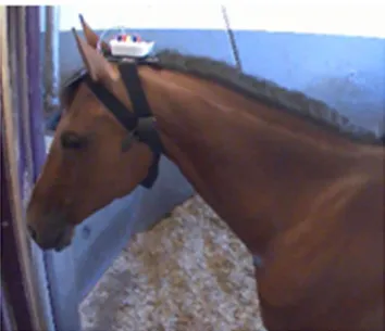 Figure 2.  EEG device: headset placed on an attentive horse’s head.