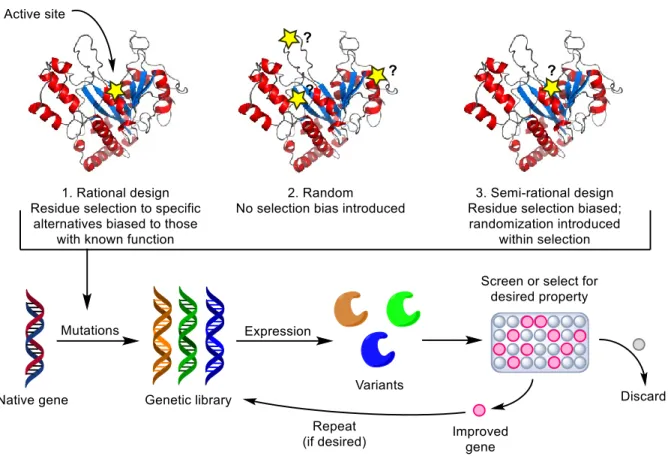 Figure 1-4 Engineering enzyme variants. 