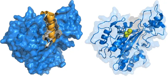 Figure 2-2 Crystal structure of MTG (PDB ID: 3IU0). 